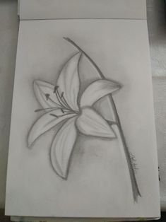 a pencil drawing of a flower on paper