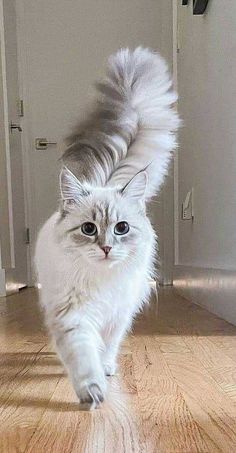 a fluffy white cat walking across a wooden floor next to an open door with its tail in the air