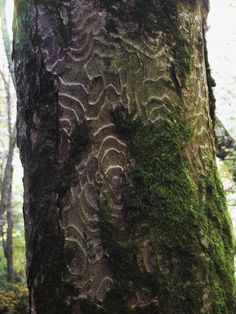 the trunk of a tree with moss growing on it's sides and carvings in the bark