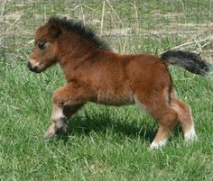 a small horse is running through the grass