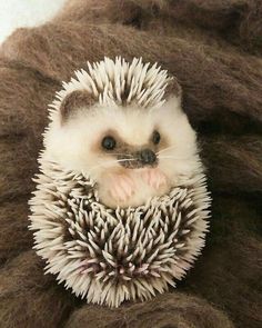 an adorable hedgehog sitting on top of a pile of wool