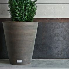 a potted plant sitting on top of a cement floor next to a wall and door