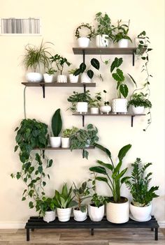 a shelf filled with lots of different types of plants