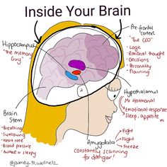 the inside of a human head with labels on its brain and parts labeled in red