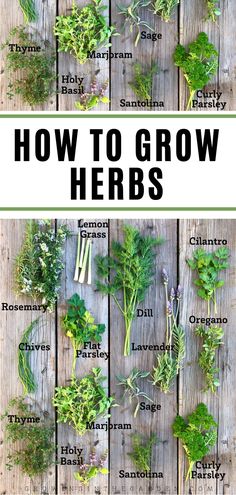 an image of how to grow herbs on a wooden table with text overlay that says how to grow herbs