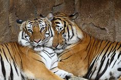 two large tigers laying next to each other