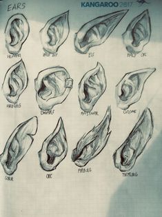 a drawing of different types of leaves