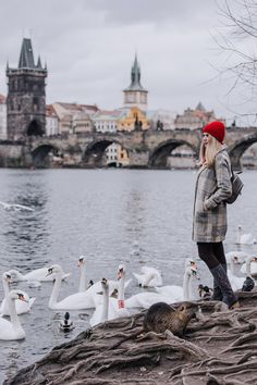 a woman standing on the edge of a river next to swans