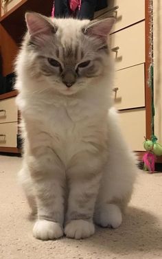 a white and gray cat sitting on the floor in front of a dresser with drawers