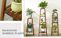 there are many potted plants on the shelves