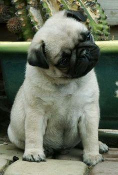 a small pug sitting on the ground next to a potted plant