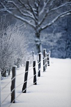 a fence is covered in snow next to a tree and some trees with no leaves