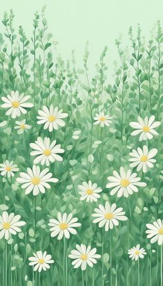 a field full of white daisies with green leaves