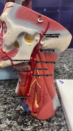 an image of the head and neck with blood vessels attached to it's structures