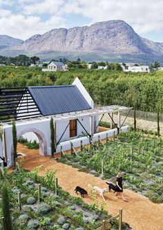 a woman and two dogs in a garden with mountains in the background at this farm