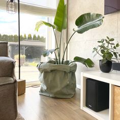 a living room filled with furniture and a large potted plant next to a window