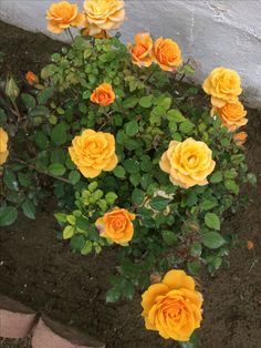 some yellow flowers are growing in the dirt