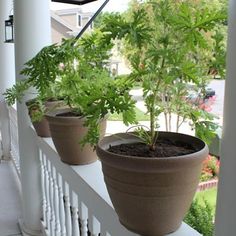 three potted plants are sitting on the front porch railing, along with another plant