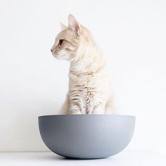 a white cat sitting in a gray bowl