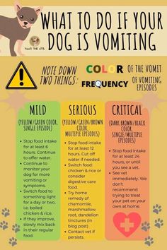 what to do if your dog is volumiting info graphic on yellow background with text