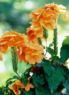 an orange flower with green leaves in the background