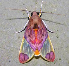 a close up of a moth on the ground