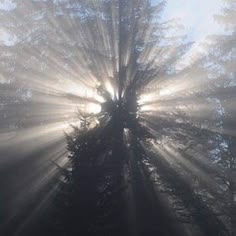 the sun shines through the foggy trees