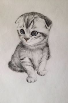 a pencil drawing of a kitten sitting down