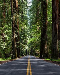 an empty road surrounded by tall trees in the middle of a forest with yellow lines