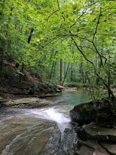 a river running through a forest filled with lots of green leaves on the side of it