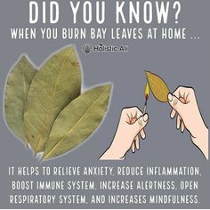 Burn Bay Leaves, Burning Bay Leaves, Herbal Magic, Bay Leaves, Nutrition Education, Edible Plants, Natural Health Remedies, Healing Herbs