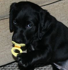 a black dog holding a toy in its mouth