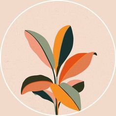 an orange and green plant in a white circle on a light pink background with the words,