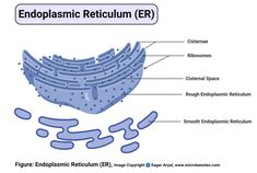 the endoplasmic reticum er diagram