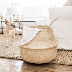 a dog standing next to a basket on the floor