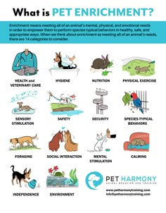 an image of what is pet enrichment?