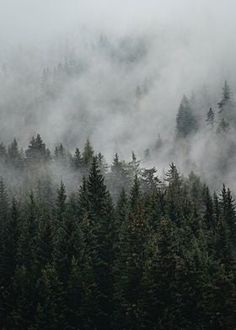 the forest is covered in fog and low lying clouds