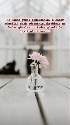 a pink flower in a glass vase sitting on a wooden table with a black cat behind it