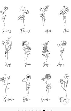 the twelve months of flowers drawn by hand in black ink on a white paper background