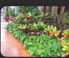 many different types of plants growing on the side of a road in front of a building