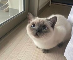 a siamese cat sitting on the floor next to a window looking at the camera