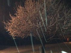 a tree in the snow at night with street lights shining on it's branches