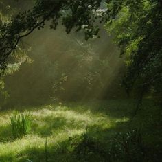 the sun shines through the trees and grass in an open area with tall grasses