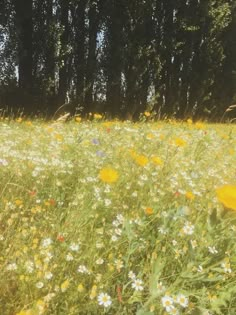 a field full of wildflowers and trees in the background with sunlight shining on them