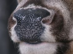 the nose of a brown and white animal