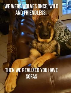 a german shepherd dog sitting on top of a brown leather couch with the caption, we were wolves once, wild and friendly