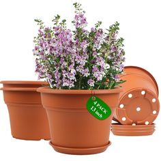 three flower pots with purple flowers in them and one has a green sticker on it