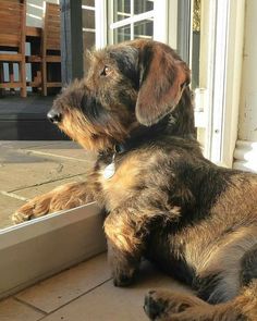 a brown dog sitting on top of a window sill next to a sliding glass door