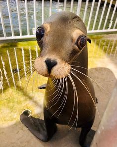 an animal that is looking at the camera with its mouth open and it's nose hanging out