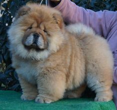 a person holding a dog on a leash in front of shrubbery and bushes with their head tilted to the ground